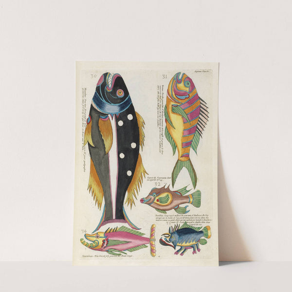 Poissons, ecrevisses et crabes, de diverses couleurs et figures extraordinaires.. Pl.050 by Louis Renard
