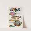 Poissons, ecrevisses et crabes, de diverses couleurs et figures extraordinaires.. Pl.053 by Louis Renard