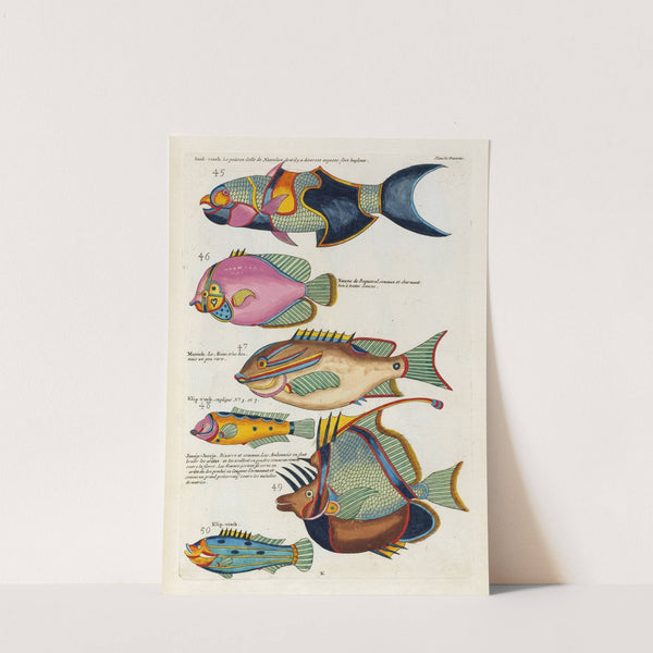 Poissons, ecrevisses et crabes, de diverses couleurs et figures extraordinaires.. Pl.053 by Louis Renard