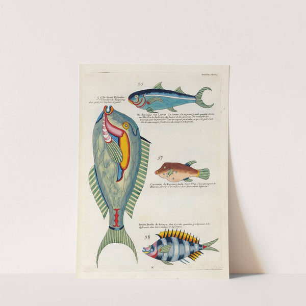 Poissons, ecrevisses et crabes, de diverses couleurs et figures extraordinaires.. Pl.055 by Louis Renard