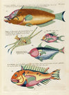 Poissons, ecrevisses et crabes, de diverses couleurs et figures extraordinaires.. Pl.056