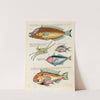 Poissons, ecrevisses et crabes, de diverses couleurs et figures extraordinaires.. Pl.056 by Louis Renard
