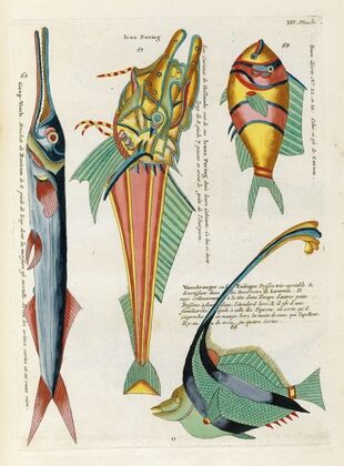 Poissons, ecrevisses et crabes, de diverses couleurs et figures extraordinaires.. Pl.057