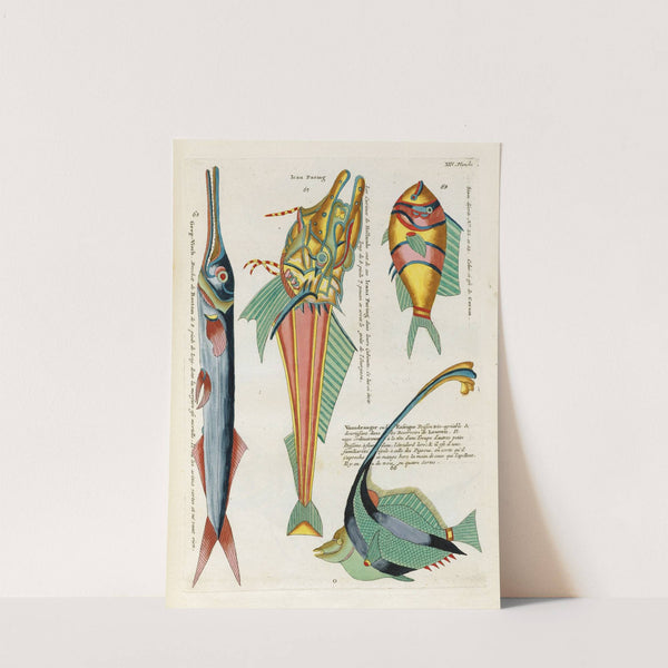 Poissons, ecrevisses et crabes, de diverses couleurs et figures extraordinaires.. Pl.057 by Louis Renard