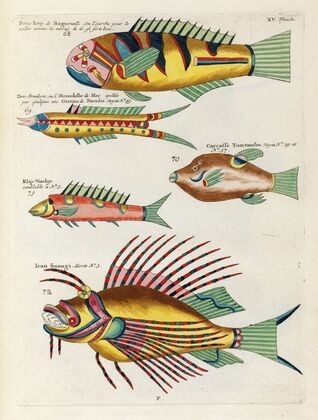 Poissons, ecrevisses et crabes, de diverses couleurs et figures extraordinaires.. Pl.058