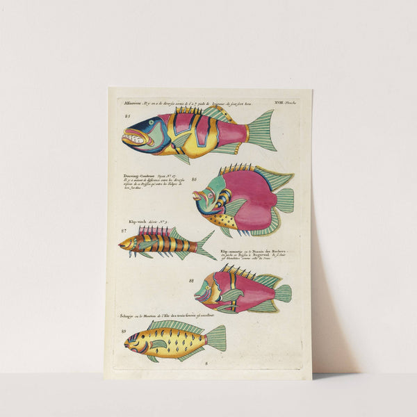 Poissons, ecrevisses et crabes, de diverses couleurs et figures extraordinaires.. Pl.061 by Louis Renard