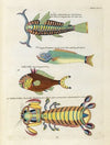 Poissons, ecrevisses et crabes, de diverses couleurs et figures extraordinaires.. Pl.067
