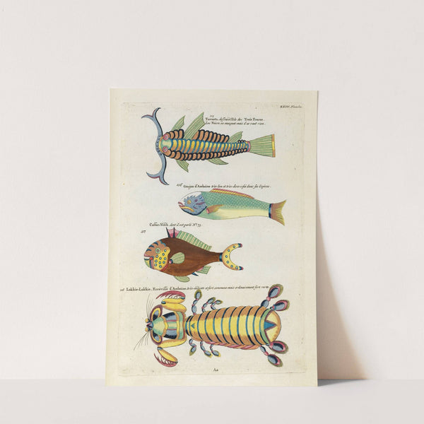 Poissons, ecrevisses et crabes, de diverses couleurs et figures extraordinaires.. Pl.067 by Louis Renard
