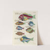 Poissons, ecrevisses et crabes, de diverses couleurs et figures extraordinaires.. Pl.068 by Louis Renard