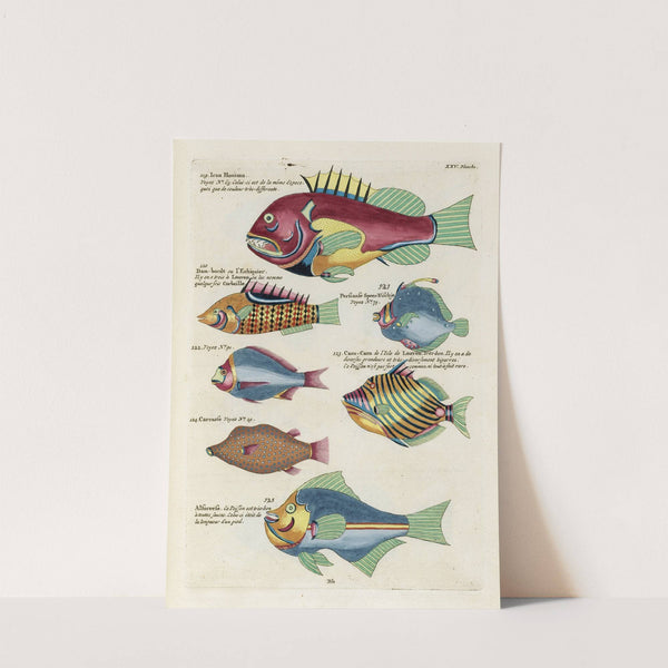 Poissons, ecrevisses et crabes, de diverses couleurs et figures extraordinaires.. Pl.068 by Louis Renard