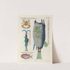 Poissons, ecrevisses et crabes, de diverses couleurs et figures extraordinaires.. Pl.070 by Louis Renard