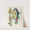 Poissons, ecrevisses et crabes, de diverses couleurs et figures extraordinaires.. Pl.071 by Louis Renard