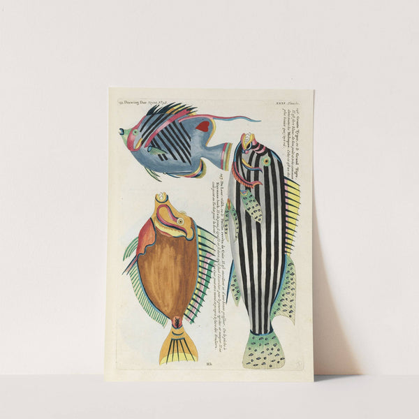 Poissons, ecrevisses et crabes, de diverses couleurs et figures extraordinaires.. Pl.074 by Louis Renard