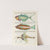 Poissons, ecrevisses et crabes, de diverses couleurs et figures extraordinaires.. Pl.076 by Louis Renard