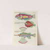 Poissons, ecrevisses et crabes, de diverses couleurs et figures extraordinaires.. Pl.078 by Louis Renard