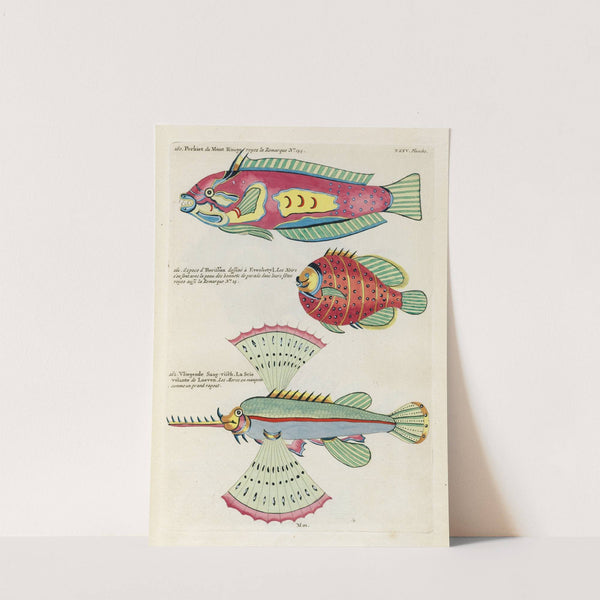 Poissons, ecrevisses et crabes, de diverses couleurs et figures extraordinaires.. Pl.078 by Louis Renard