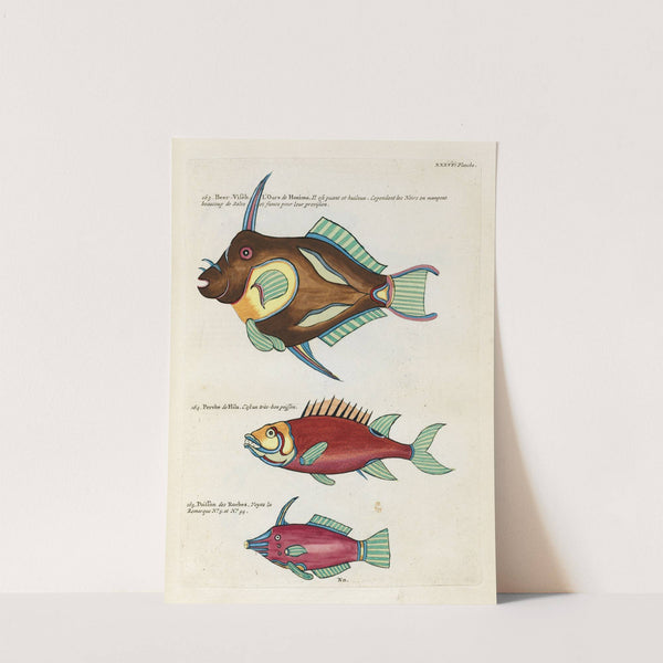 Poissons, ecrevisses et crabes, de diverses couleurs et figures extraordinaires.. Pl.079 by Louis Renard