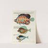 Poissons, ecrevisses et crabes, de diverses couleurs et figures extraordinaires.. Pl.081 by Louis Renard
