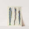 Poissons, ecrevisses et crabes, de diverses couleurs et figures extraordinaires.. Pl.083 by Louis Renard