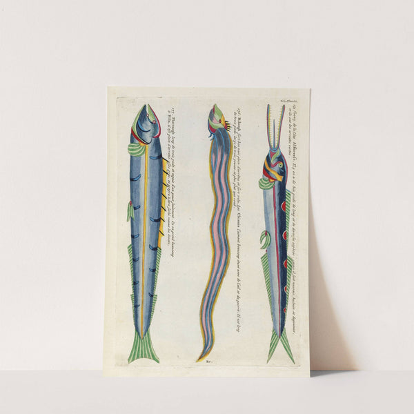 Poissons, ecrevisses et crabes, de diverses couleurs et figures extraordinaires.. Pl.083 by Louis Renard