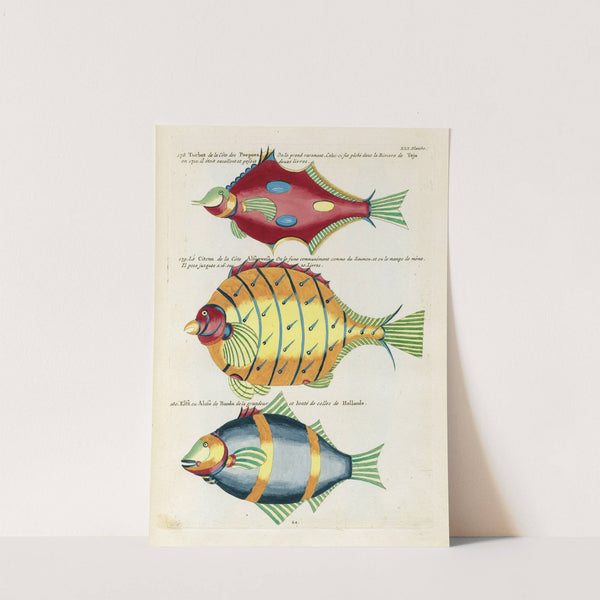 Poissons, ecrevisses et crabes, de diverses couleurs et figures extraordinaires.. Pl.084 by Louis Renard