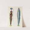 Poissons, ecrevisses et crabes, de diverses couleurs et figures extraordinaires.. Pl.085 by Louis Renard