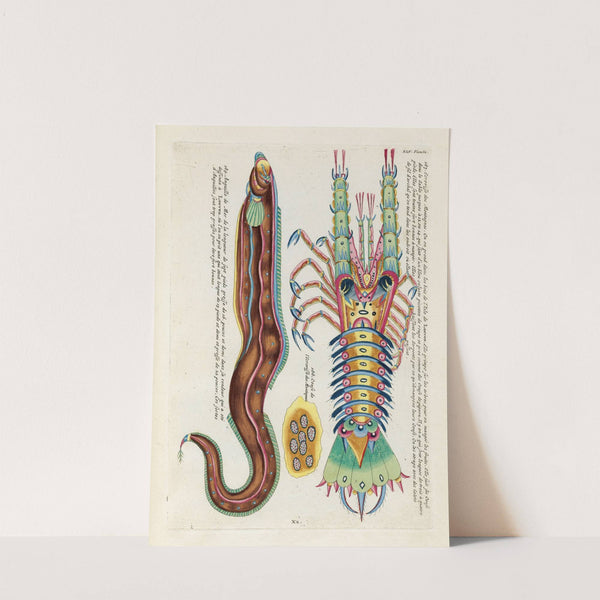 Poissons, ecrevisses et crabes, de diverses couleurs et figures extraordinaires.. Pl.088 by Louis Renard