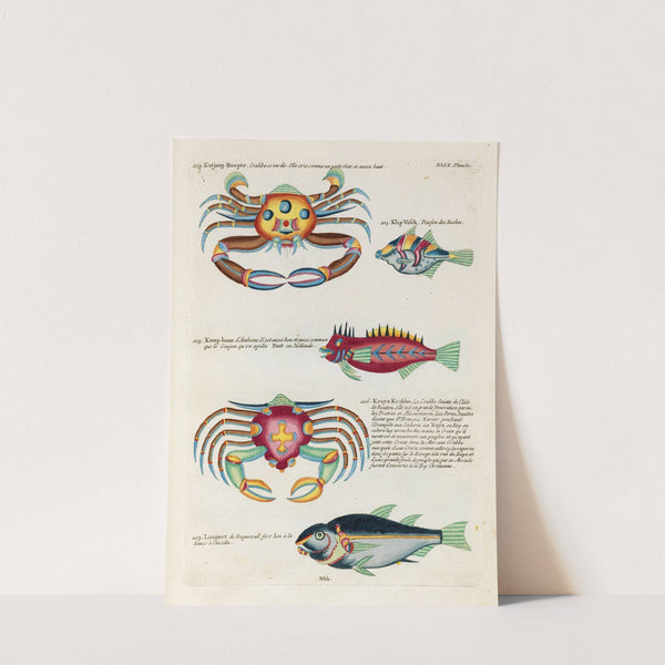 Poissons, ecrevisses et crabes, de diverses couleurs et figures extraordinaires.. Pl.092 by Louis Renard