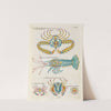 Poissons, ecrevisses et crabes, de diverses couleurs et figures extraordinaires.. Pl.094 by Louis Renard