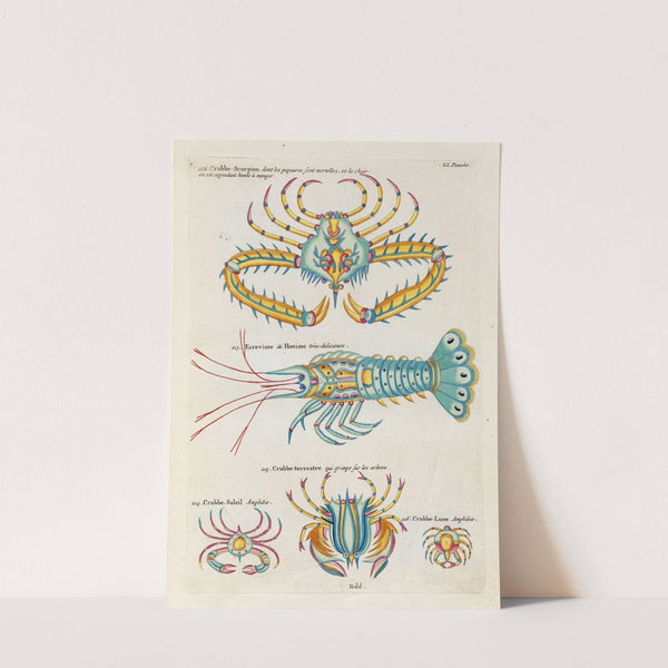 Poissons, ecrevisses et crabes, de diverses couleurs et figures extraordinaires.. Pl.094 by Louis Renard