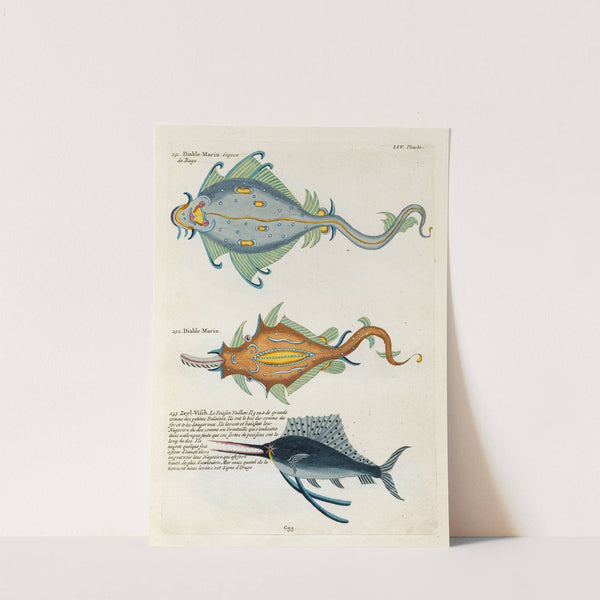 Poissons, ecrevisses et crabes, de diverses couleurs et figures extraordinaires.. Pl.097 by Louis Renard