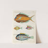 Poissons, ecrevisses et crabes, de diverses couleurs et figures extraordinaires.. Pl.098 by Louis Renard