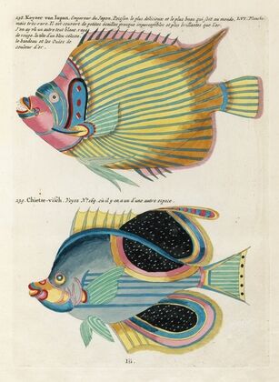 Poissons, ecrevisses et crabes, de diverses couleurs et figures extraordinaires.. Pl.099