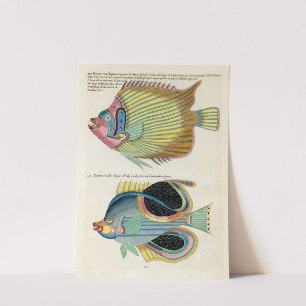 Poissons, ecrevisses et crabes, de diverses couleurs et figures extraordinaires.. Pl.099 by Louis Renard