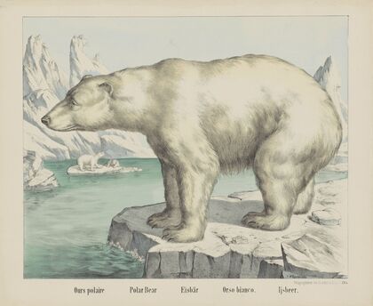 Polar bear (1829-1880)
