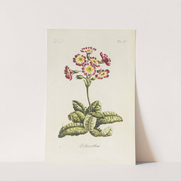 Polianthos by Carington Bowles
