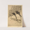 Pollard Willows, Rijsord, Holland by Bertha Jaques