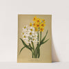 Polyanthus Narcissus1.Grand Monarque. 2. Grand Soleil Dor (1872-1881) by Arentina Hendrica Arendsen