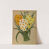 Polyanthus Narcissus (1872-1881) by Arentina Hendrica Arendsen