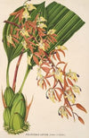 Polycycnis lepida