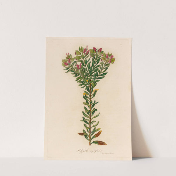 Polygala myrtifolia (1818-1824) by Gaetano Savi