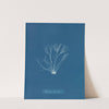 Polyides rotundus (1843-1853) by Anna Atkins