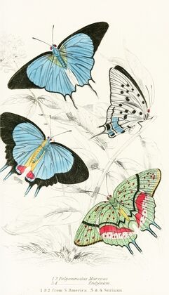 Polyommatus Marsyas,Polyommatus Endymion