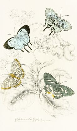 Polyommatus Venus, Polyommatus Achaeus