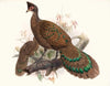 Polyplectron bicalcaratum. (1872)