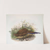 Polyplectron chalcurum. (1872) by Joseph Smit