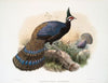 Polyplectron emphanum. (1872)