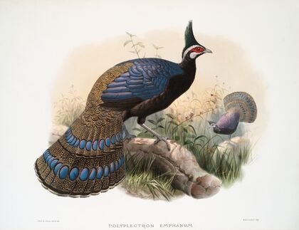 Polyplectron emphanum. (1872)