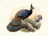 Polyplectron emphanum. (1872)