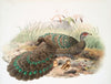 Polyplectron Germaini. (1872)